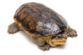 Claudius angustatus Mexico adult male